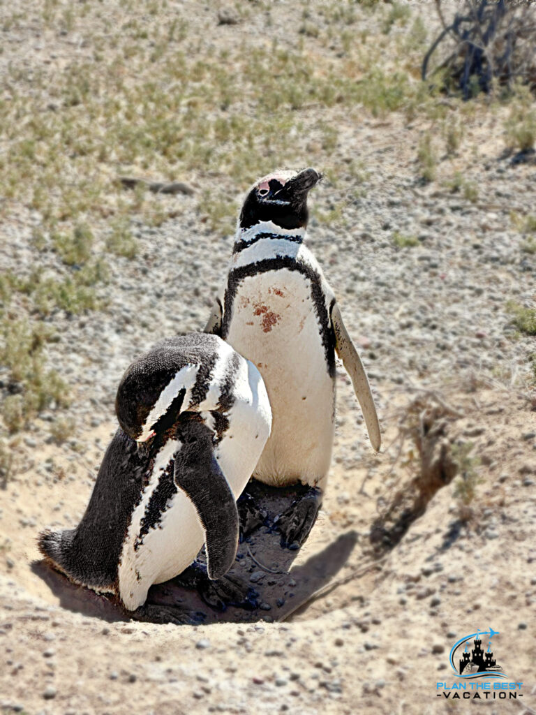 two cute magellenic penguins in punto tombo penguin rookery