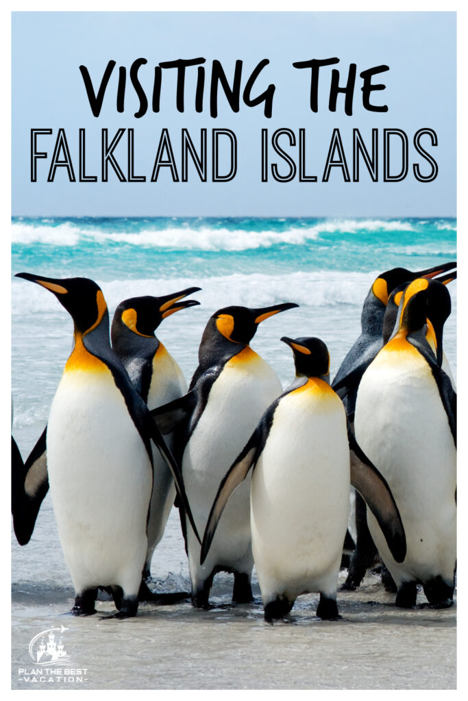 Discover the charming Falkland Islands where you can watch playful penguins, elephant seals, dolphins, whales, and more - fun vacation for the whole family!