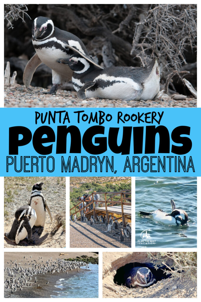 If your trip takes you to Puerto Madryn Argentina you are going to love visiting all the amazing wildlife! Whether you're exploring life on an Estancia or getting up close and personal with Magellanic Penguins at the Punta Tombo penguin rookery, there is something for everyone to enjoy. Swim with sea lions or marvel at the sight of sea lions, elephant seals, and fur seals at Peninsula Valdes - the possibilities are endless in Puerto Madryn! Let me share what to see in Puerto Madryn, a coastal town that is the jumping point for lots of amazing adventures on your next family vacation!