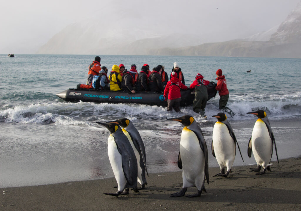 zodiac boat with tourists landing to see the king penguins in Antarctica