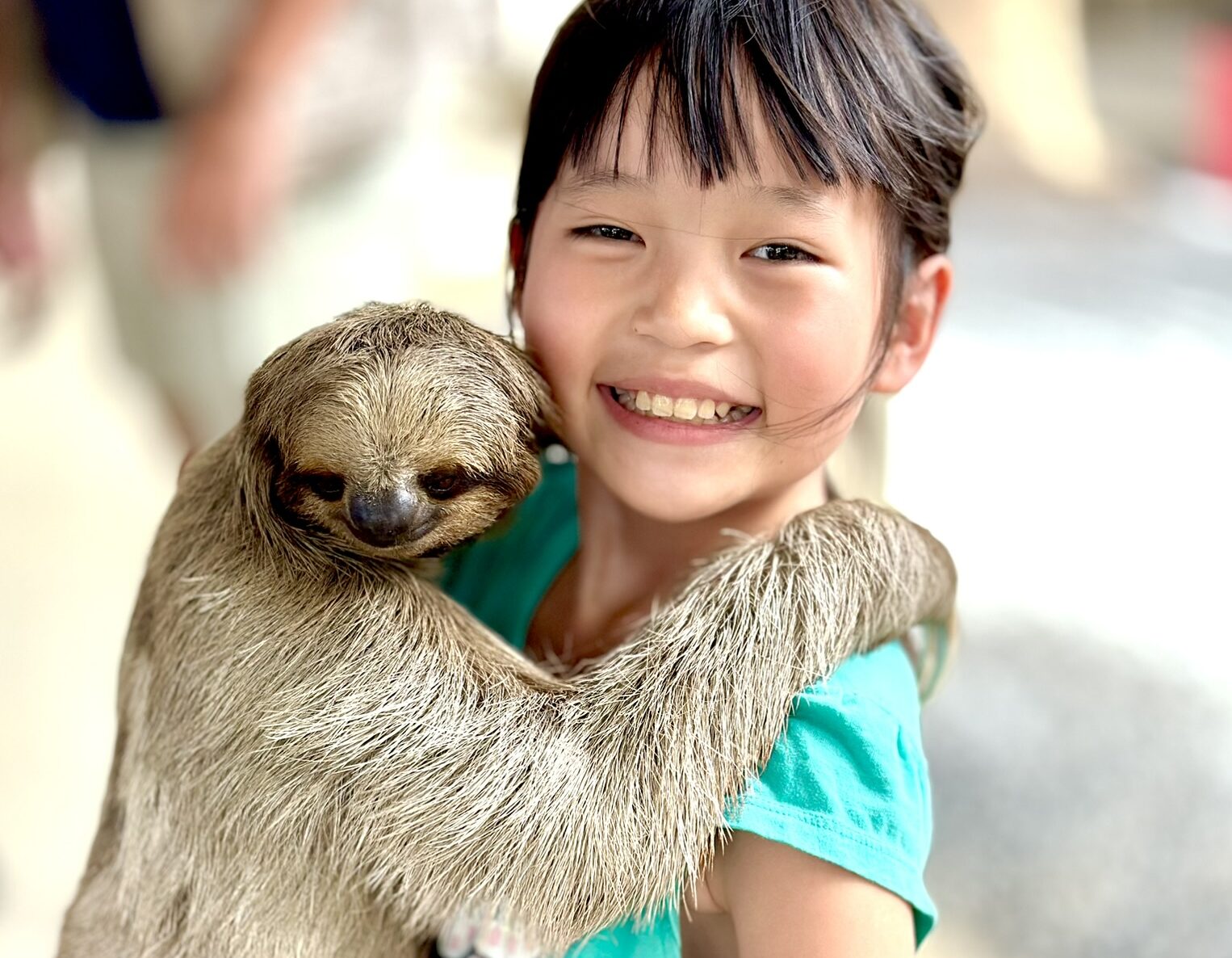 holding a baby sloth in roatan honduras on cruise excursion with royal carribean on the icon of the seas