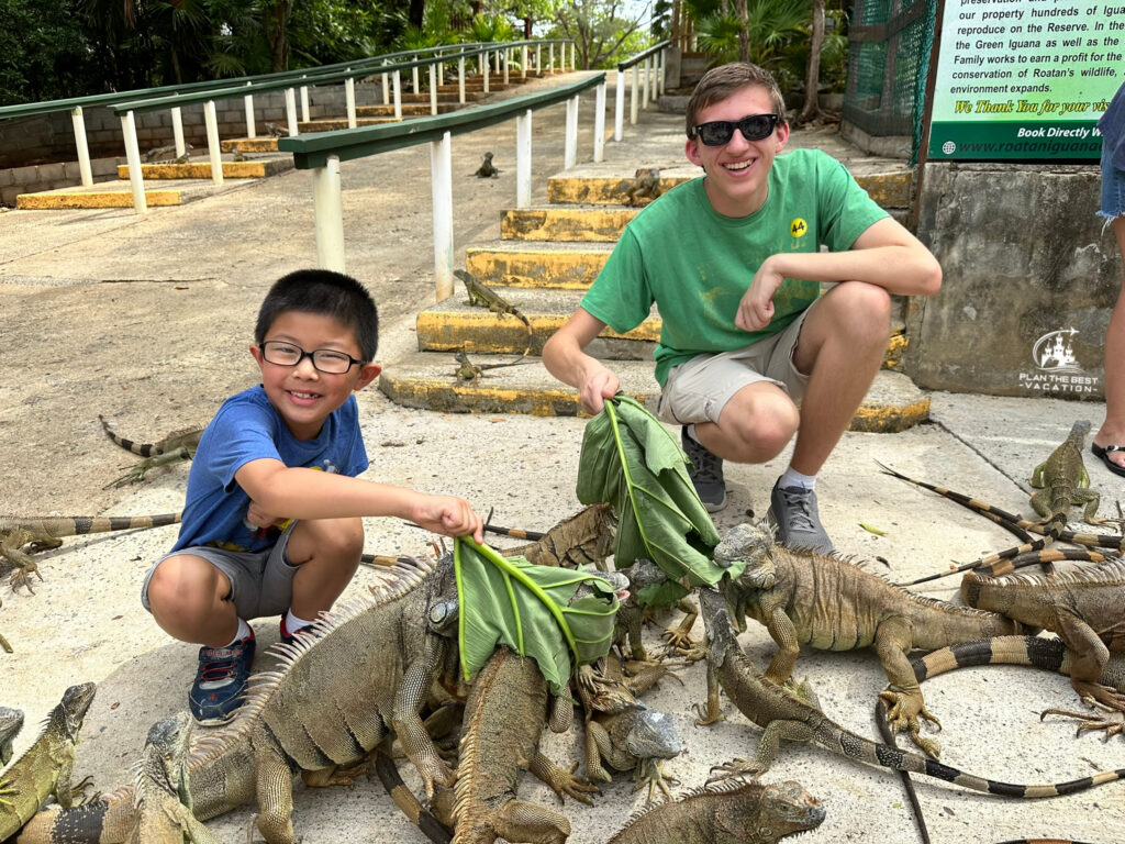 Roatan monkey sloth and iguana interaction