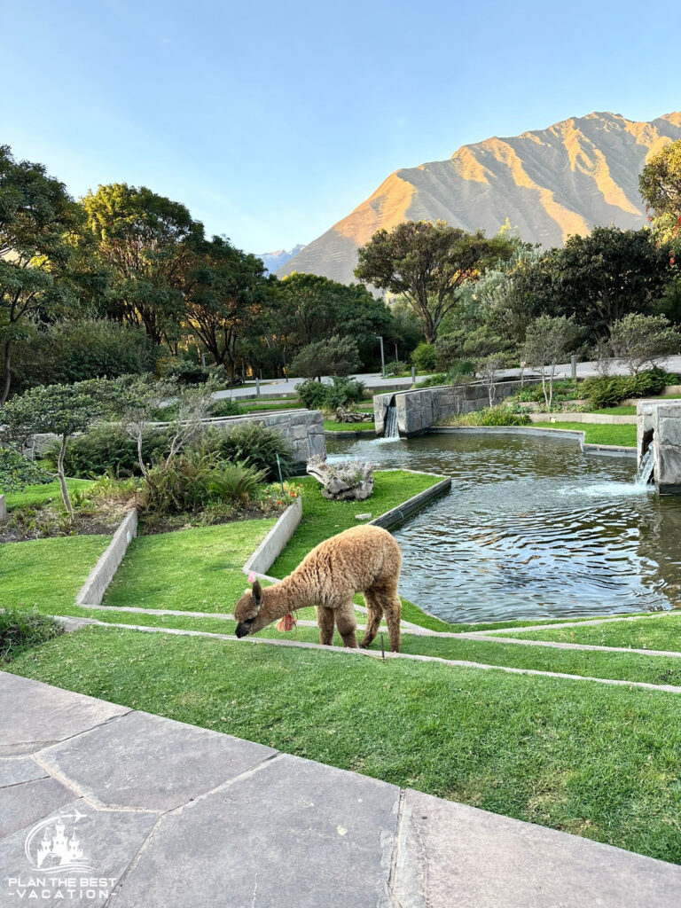 Tambo del Inka Hotel area in front of hotel with waterfall and two grazing baby llamas