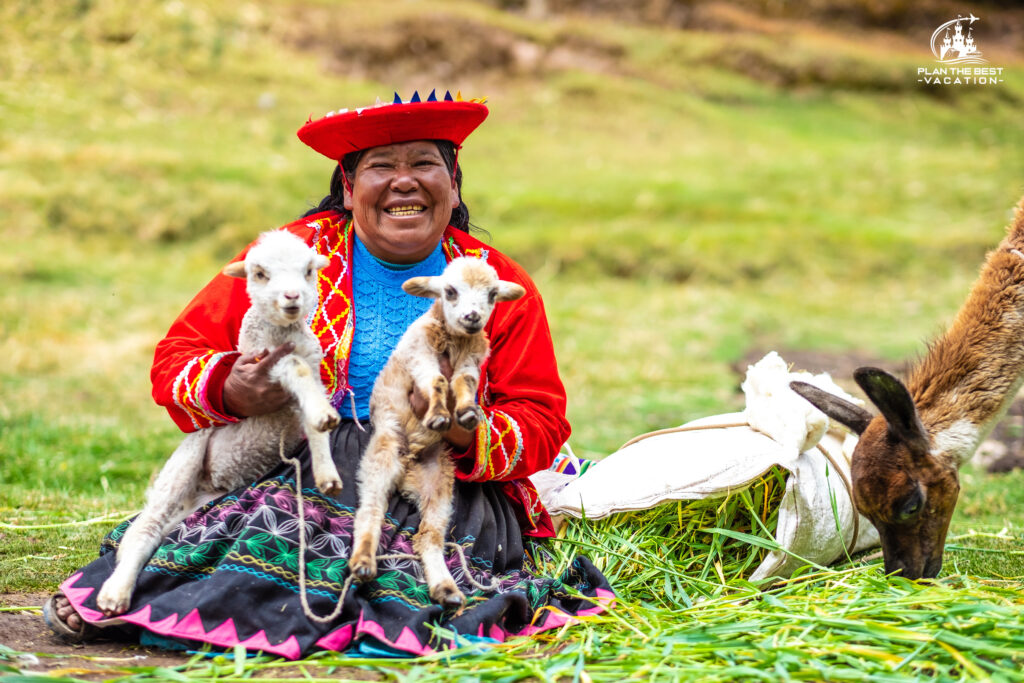 Woman in national clothes with little white lambs in Peru