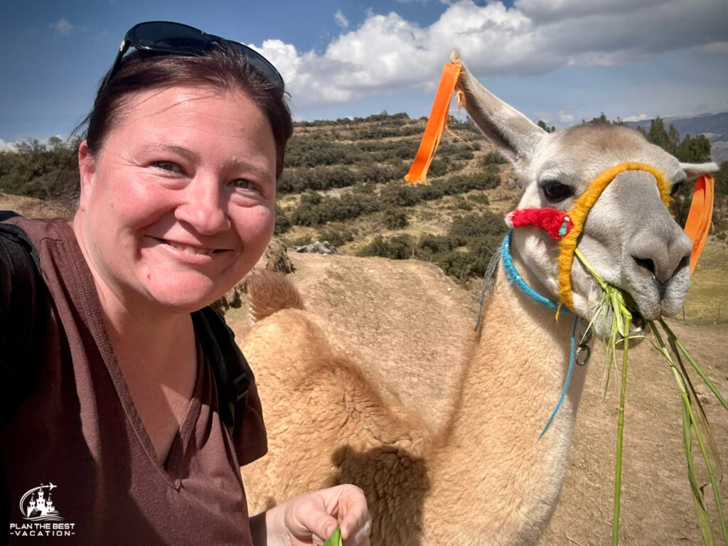 feed llamas alpacas in peru