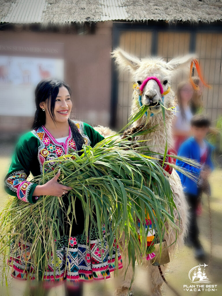 llama and pretty peruvian girl in typical dress