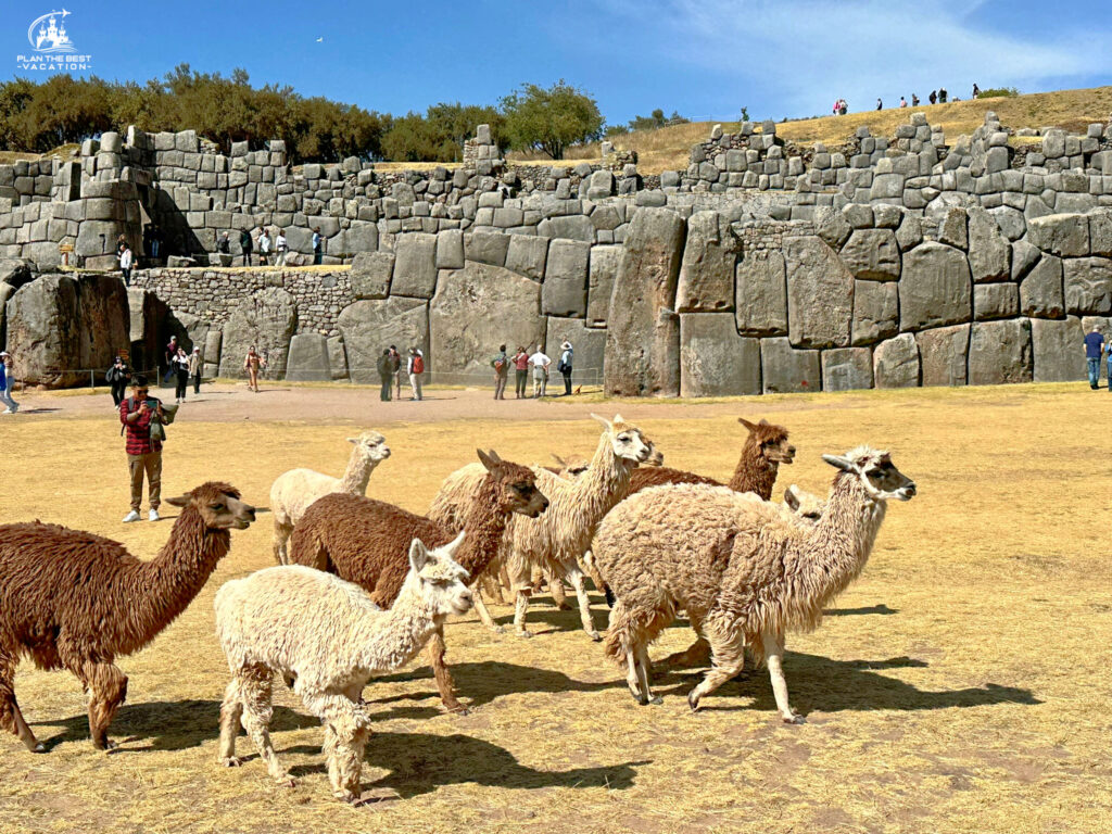 llamas wandering through The Stones of Sacsayhuaman ruins in cusco peru