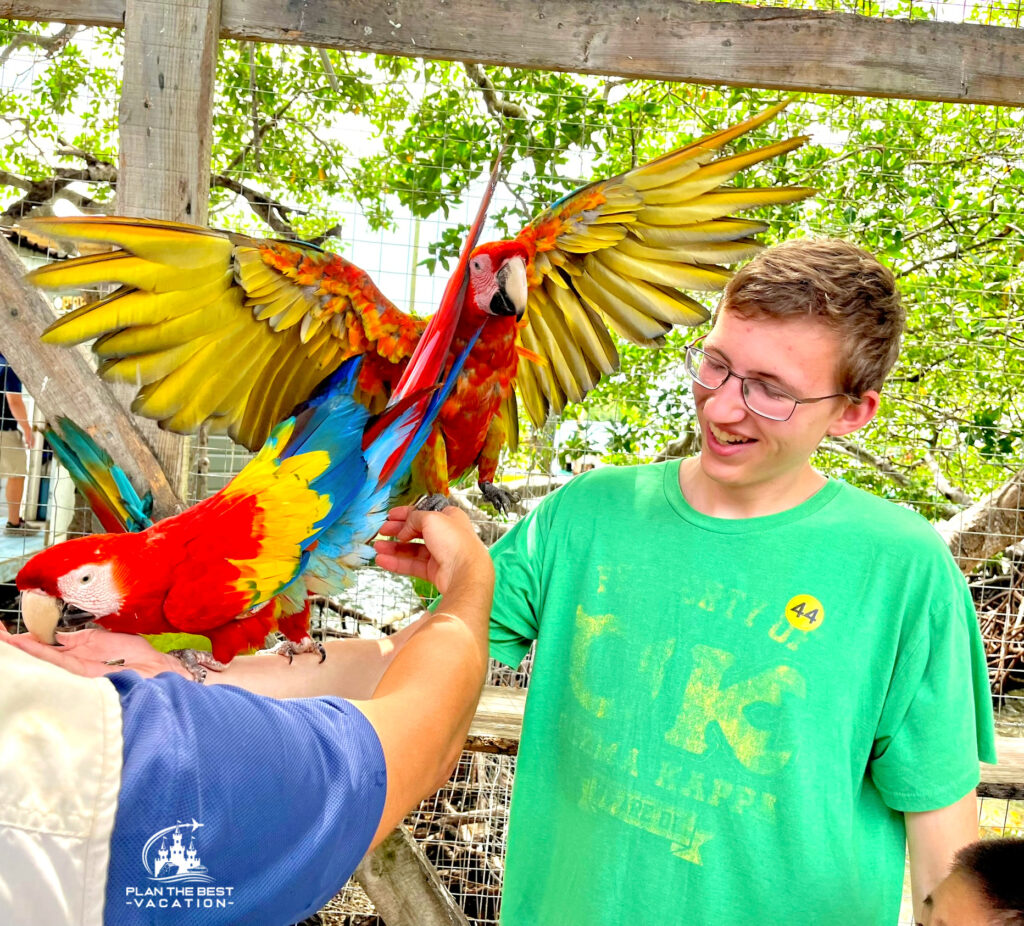 maccaw bird interaction in roatan honduras