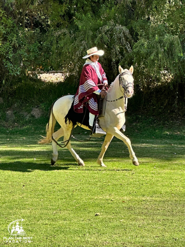 peruvian horse demonstration