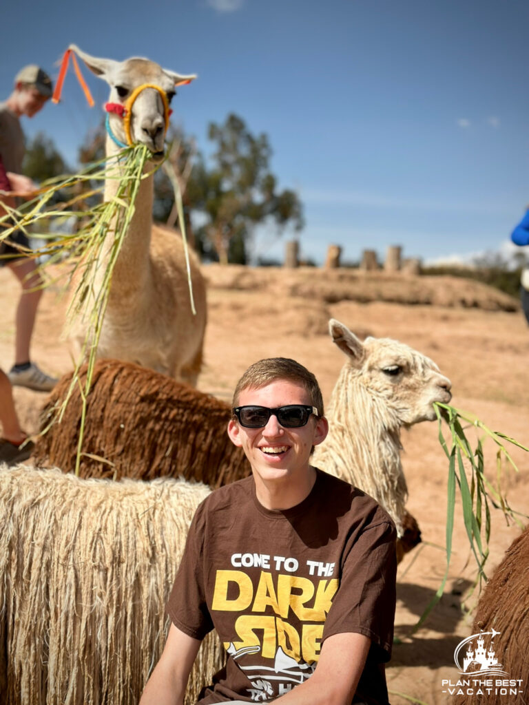 peruvian llama