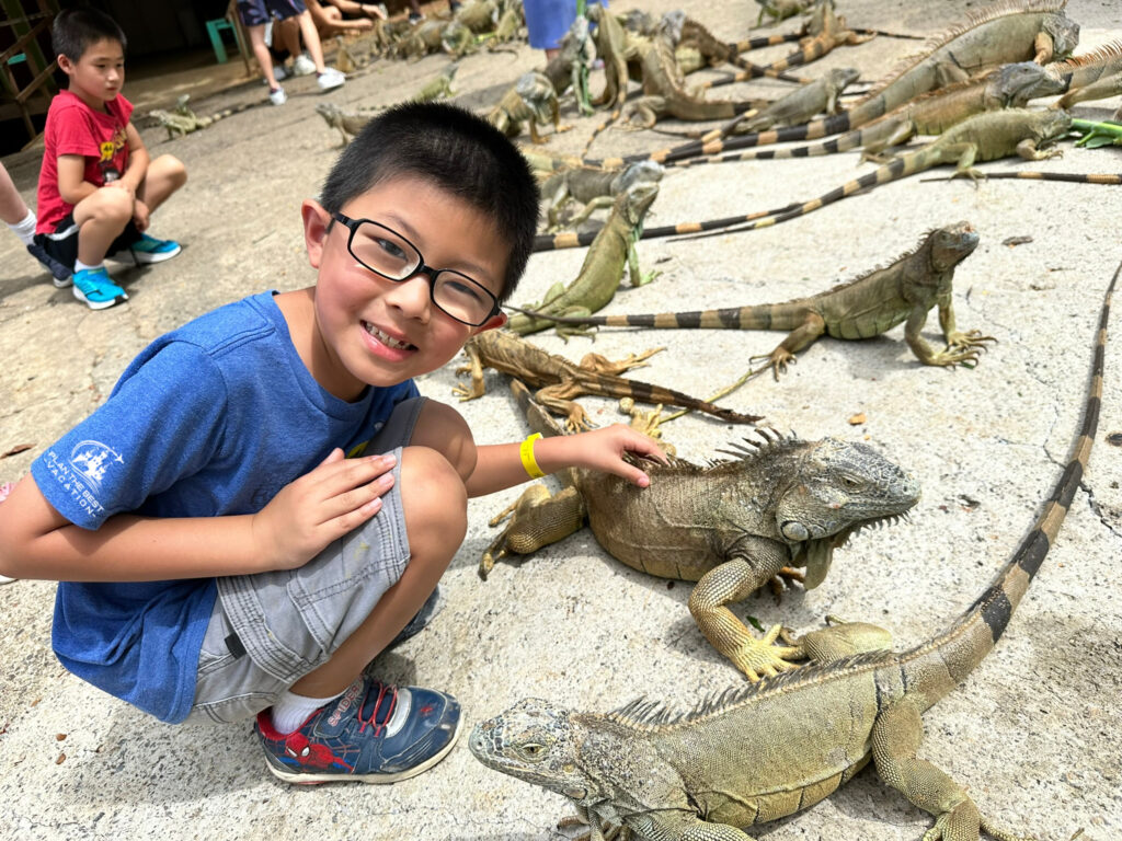 petting iguana in roatan honduras