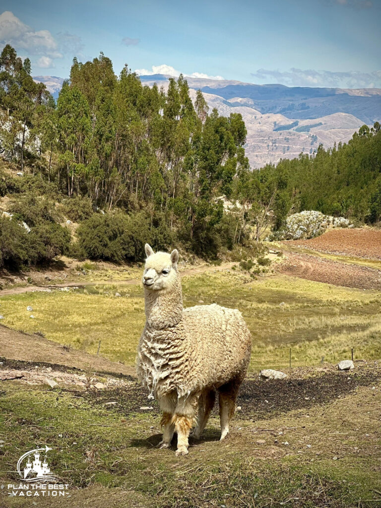 scenic picture of llama with andes mountains in background in peru south america