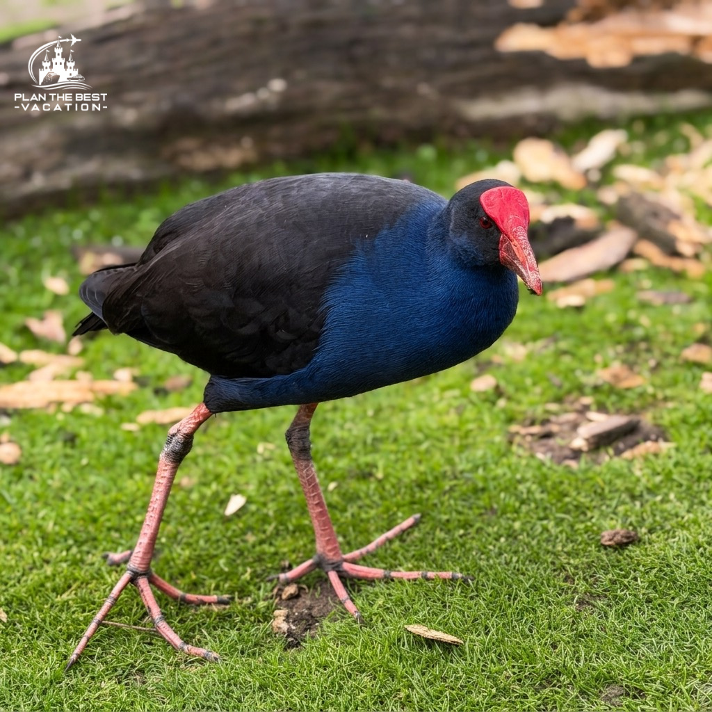 Purple Swamphen at moonlit sanctuary melbourne australia