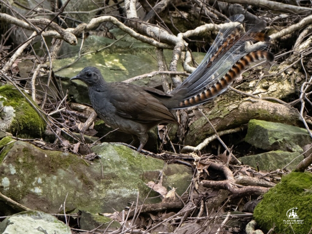 australian bird in blue mountains
