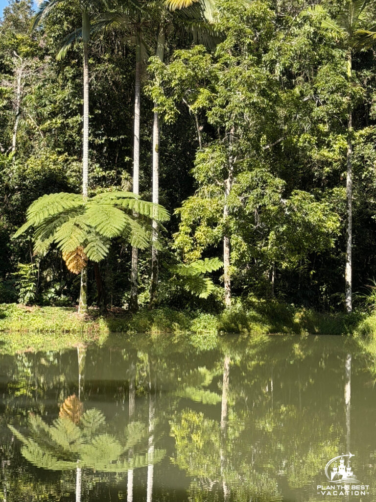 beautiful rainforest cairns australia