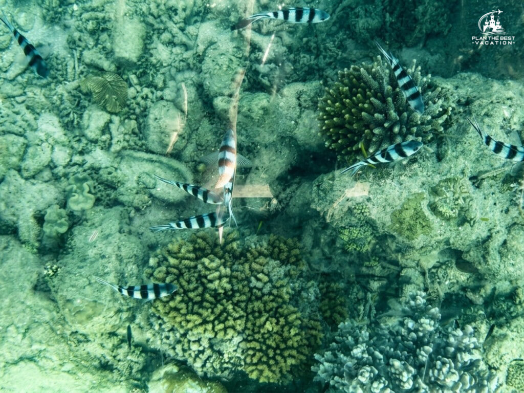 black and white fish great barrier reef