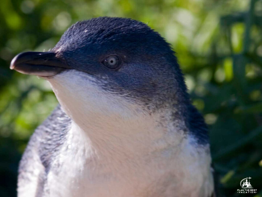 blue penguin