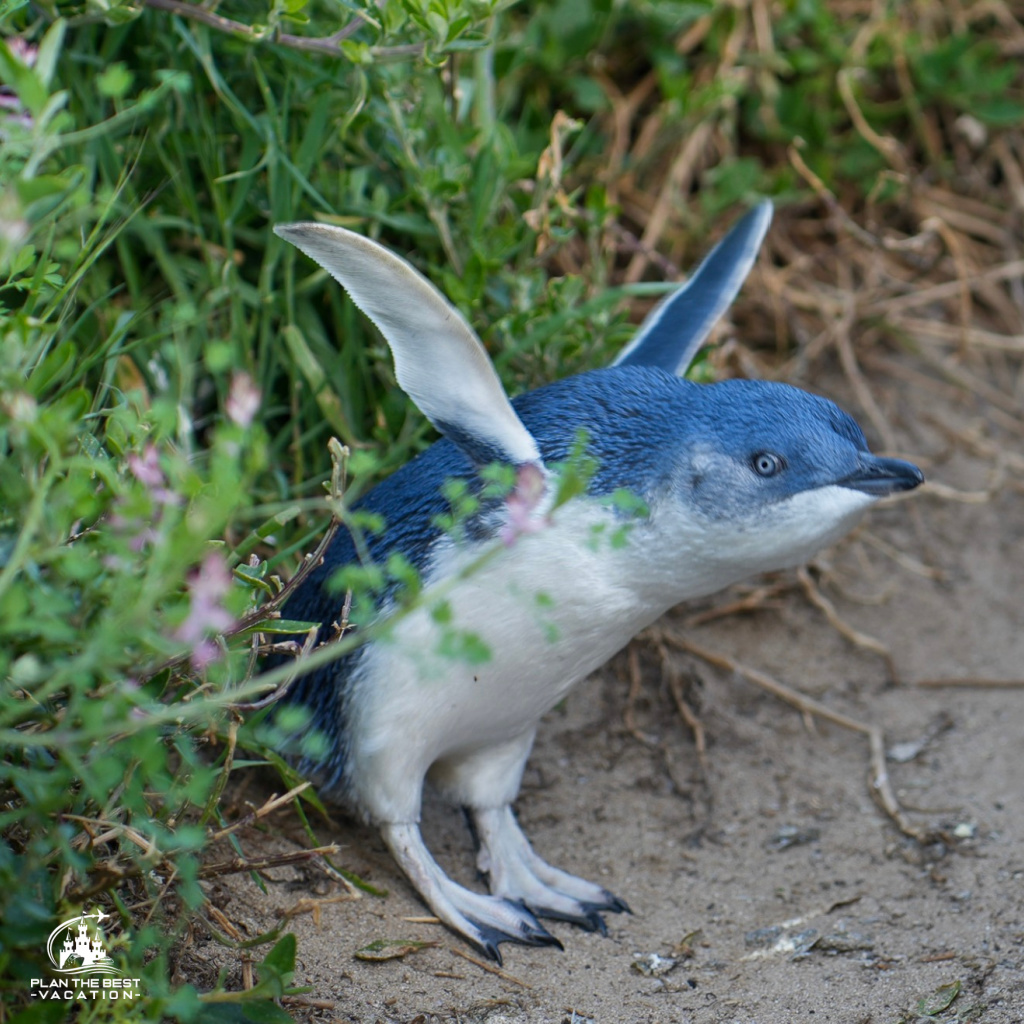 blue-penguin-at-philips-island-australia