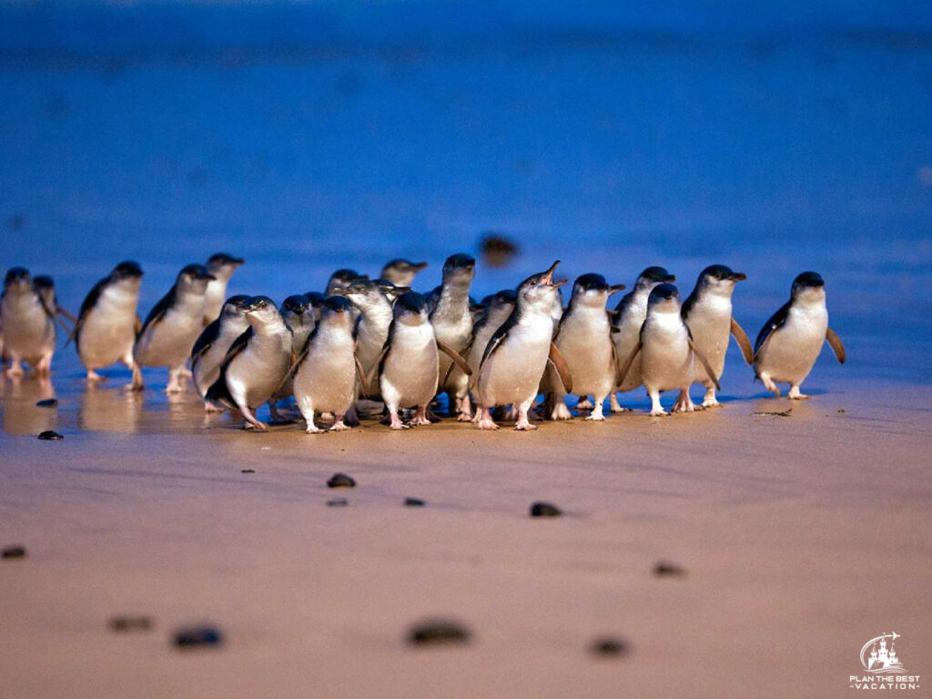 blue penguin parade phillips island australia