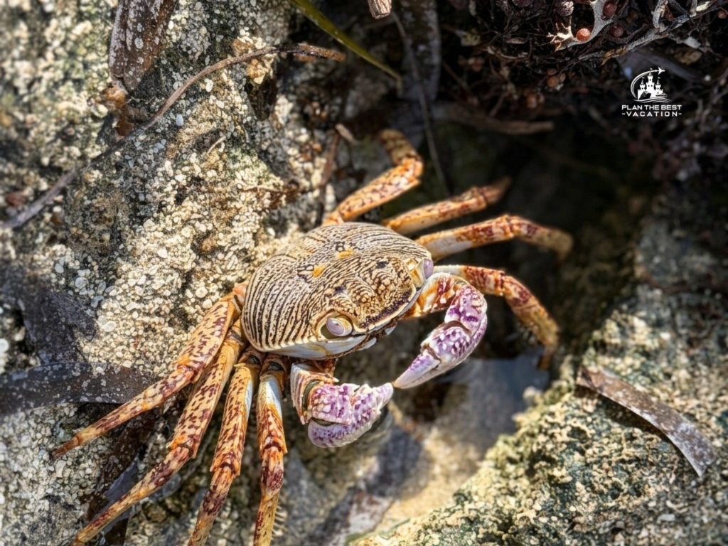crab on beach green island cairns australia