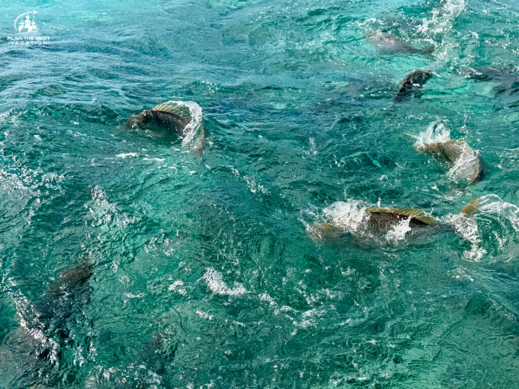 feeding fish from glass bottom boat in great barrier reef