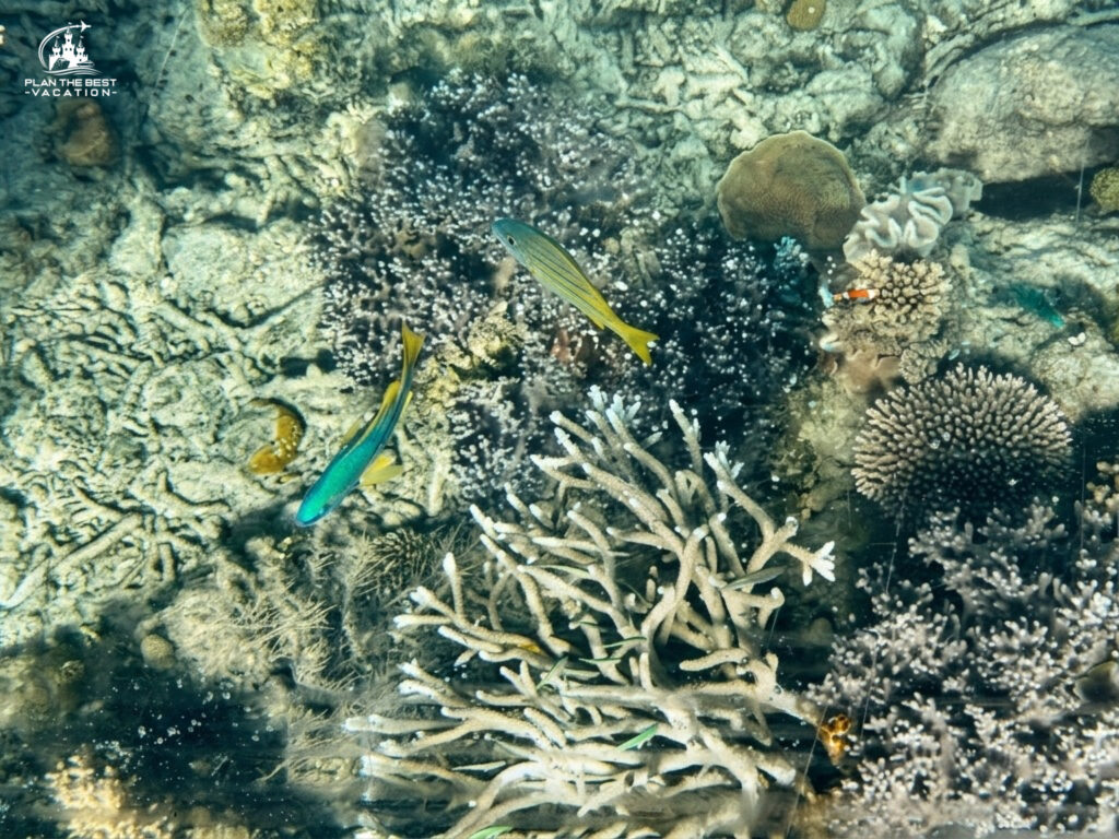 fish in great barrier reef through glass bottom boat tour