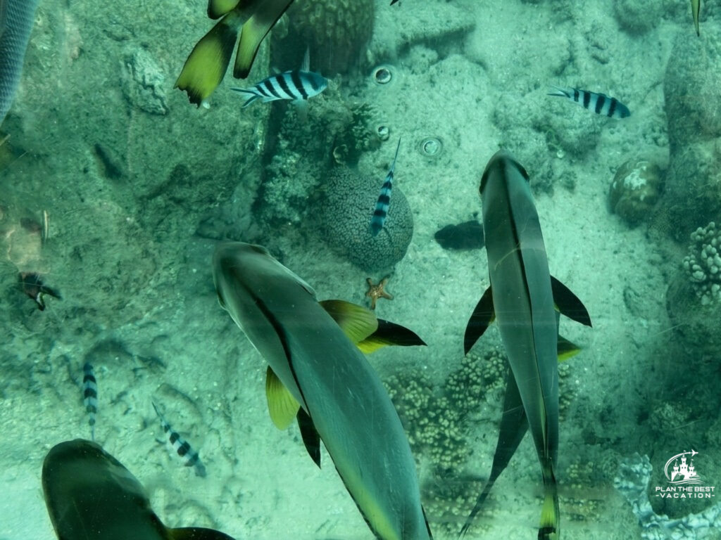 glass bottom boat fish view