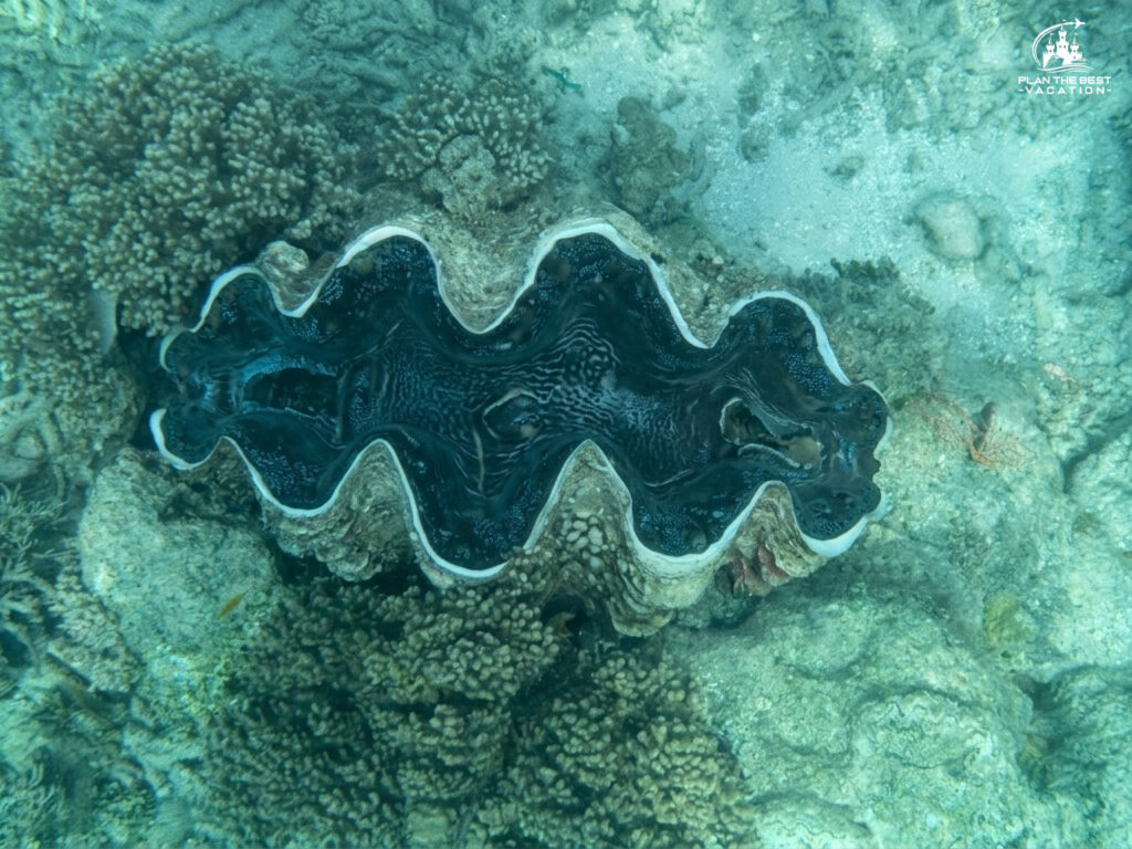 great barrier reef clam from glass bottom boat activity