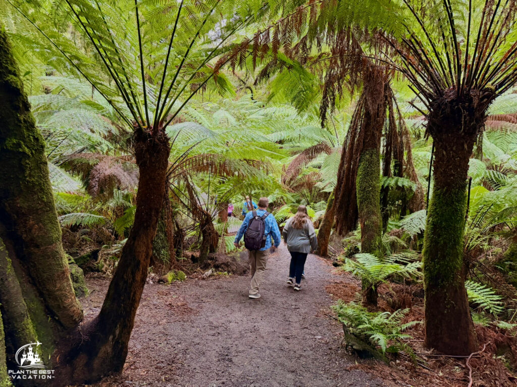 hiking among tree ferns in Great Otway National Park