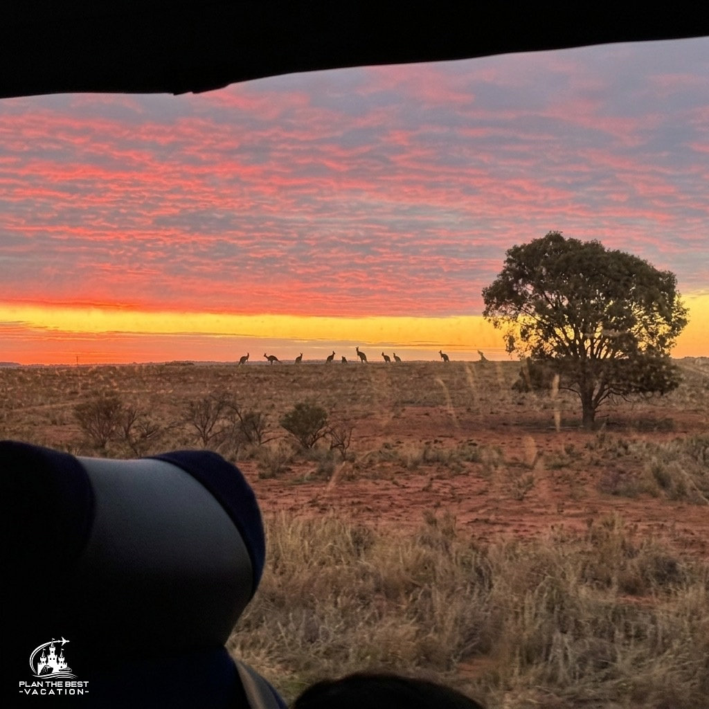 kangaroo at sunset in melbourne australia