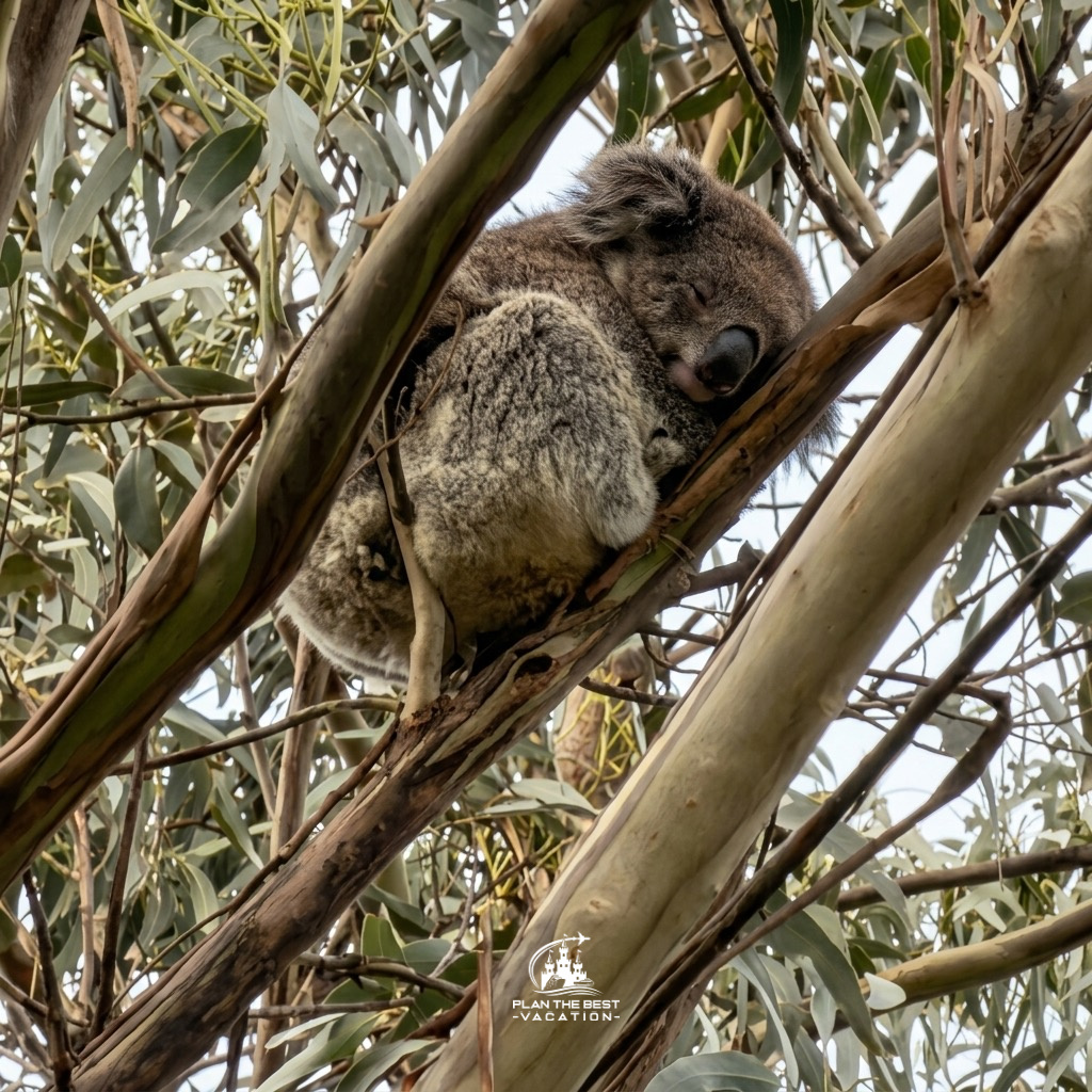 koala in the wild melbourne australia