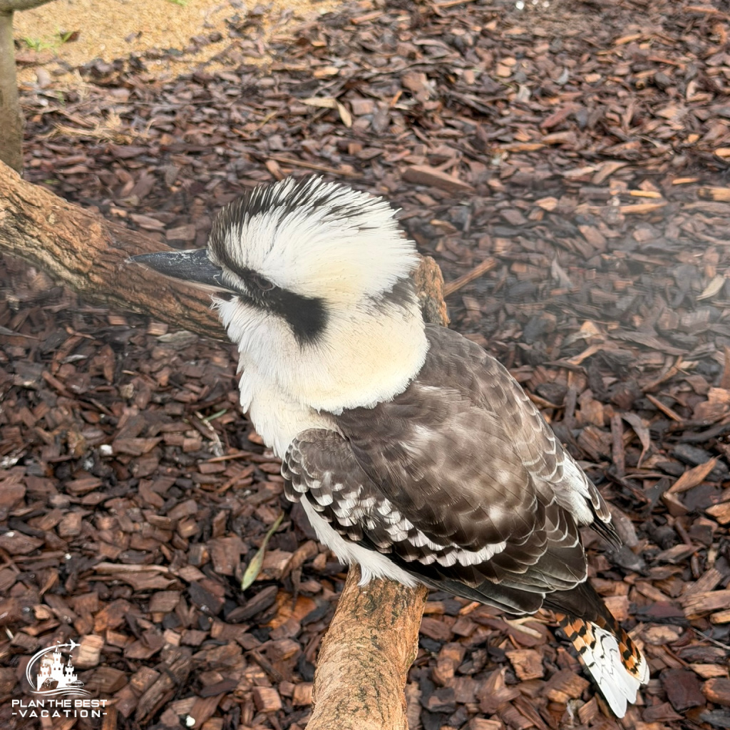 kookaburra at moonlit sanctuary melbourne australia