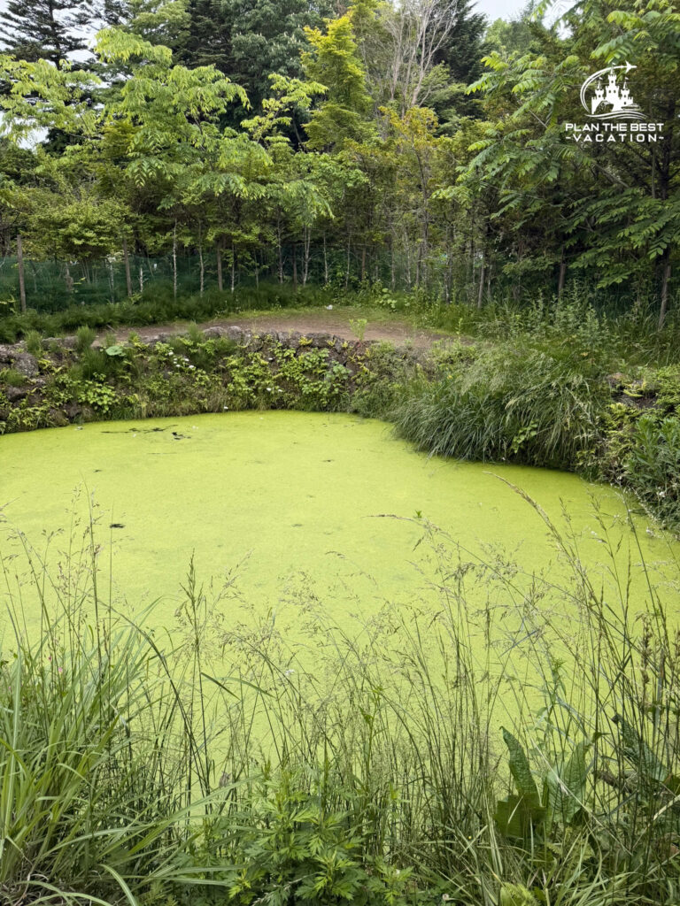 moss covered pond