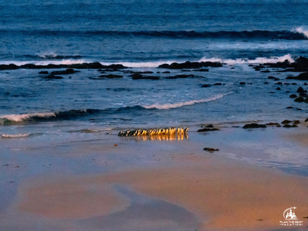 penguin-parade-melbourne-australia