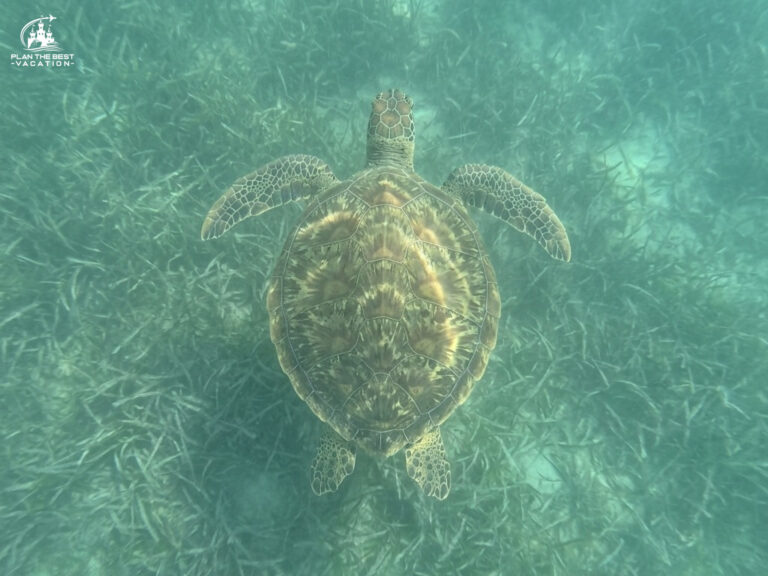 Cairns: Snorkel the Reef, Hug a Koala, and Meet Indigenous Australia