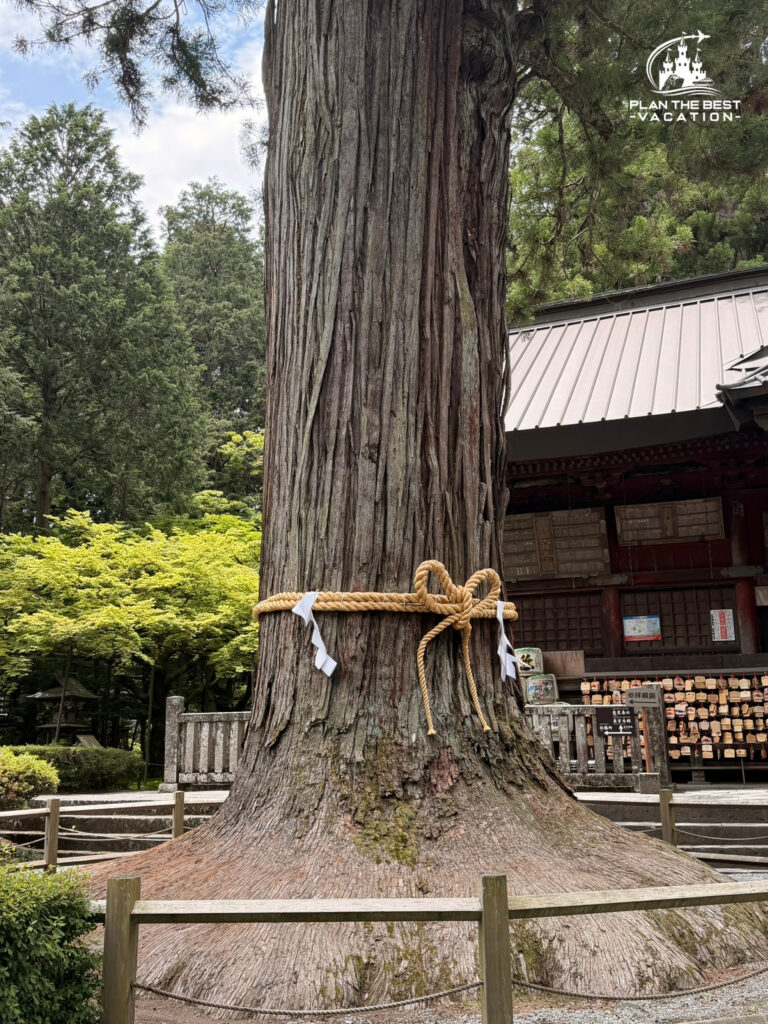 shimenawa around trees at Hakone Shrine