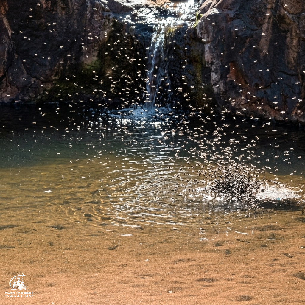 swarm of outback flies at watering hole