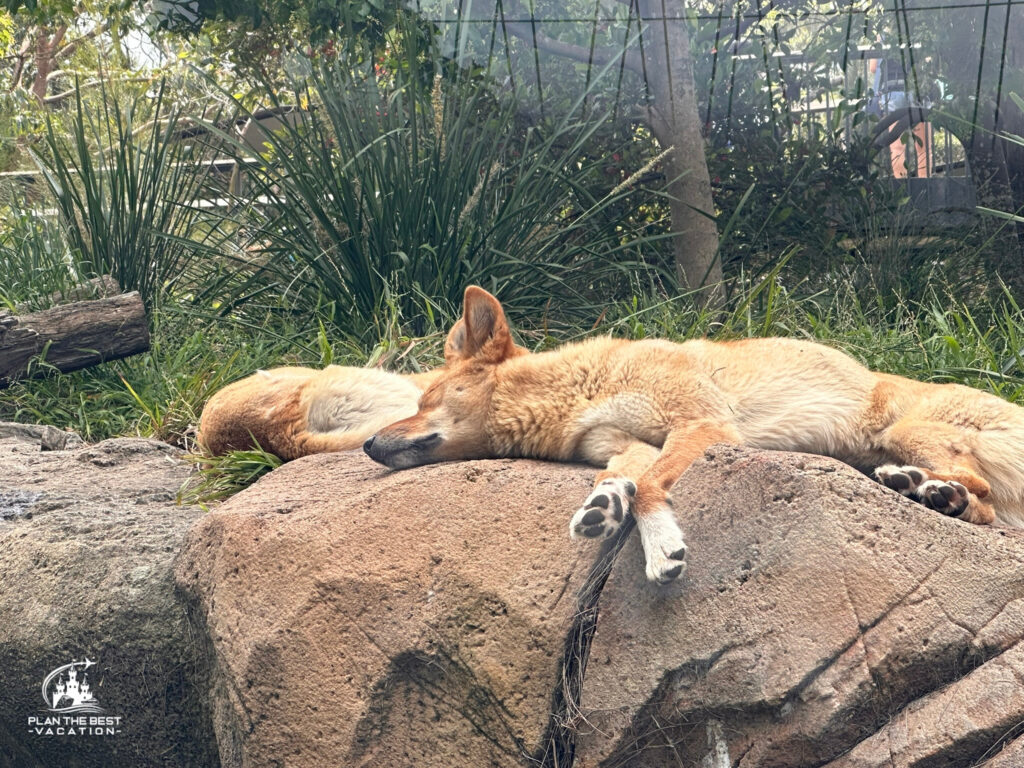 taronga zoo dingo