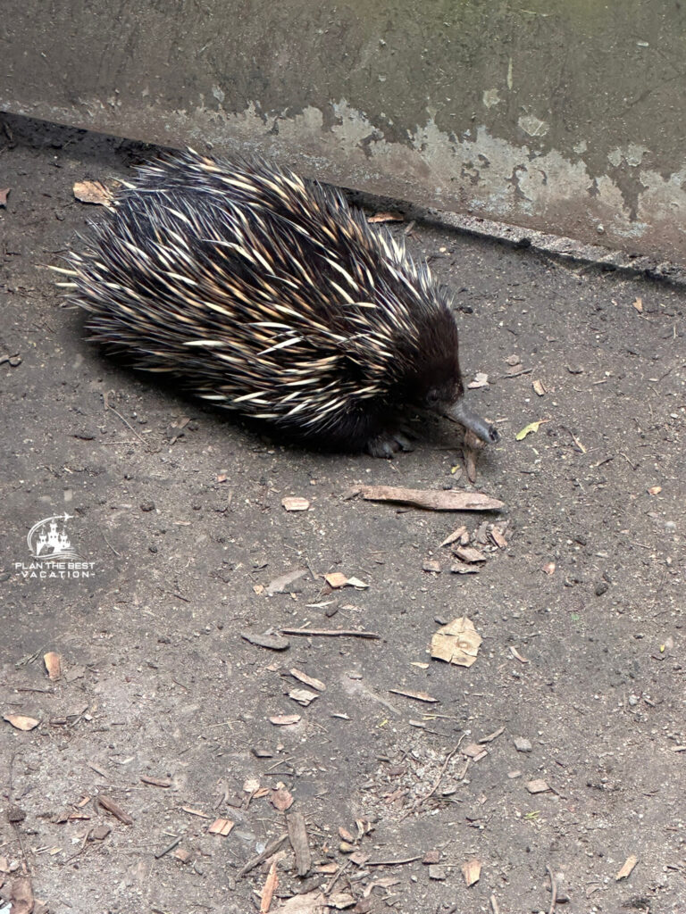 taronga zoo echidna