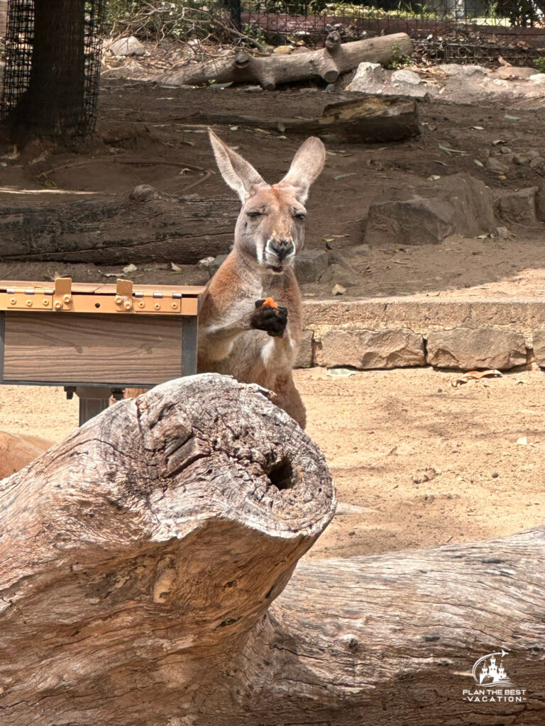 taronga zoo kangaroo