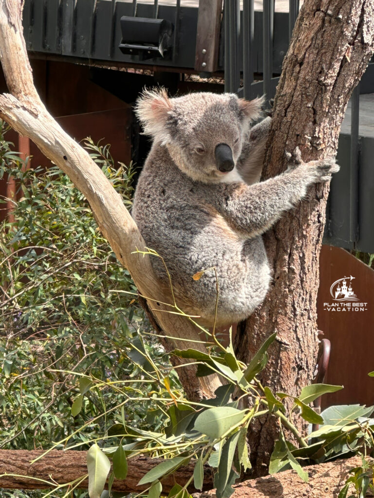 taronga zoo koala