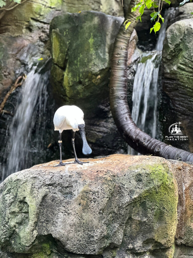 taronga zoo spoonbill