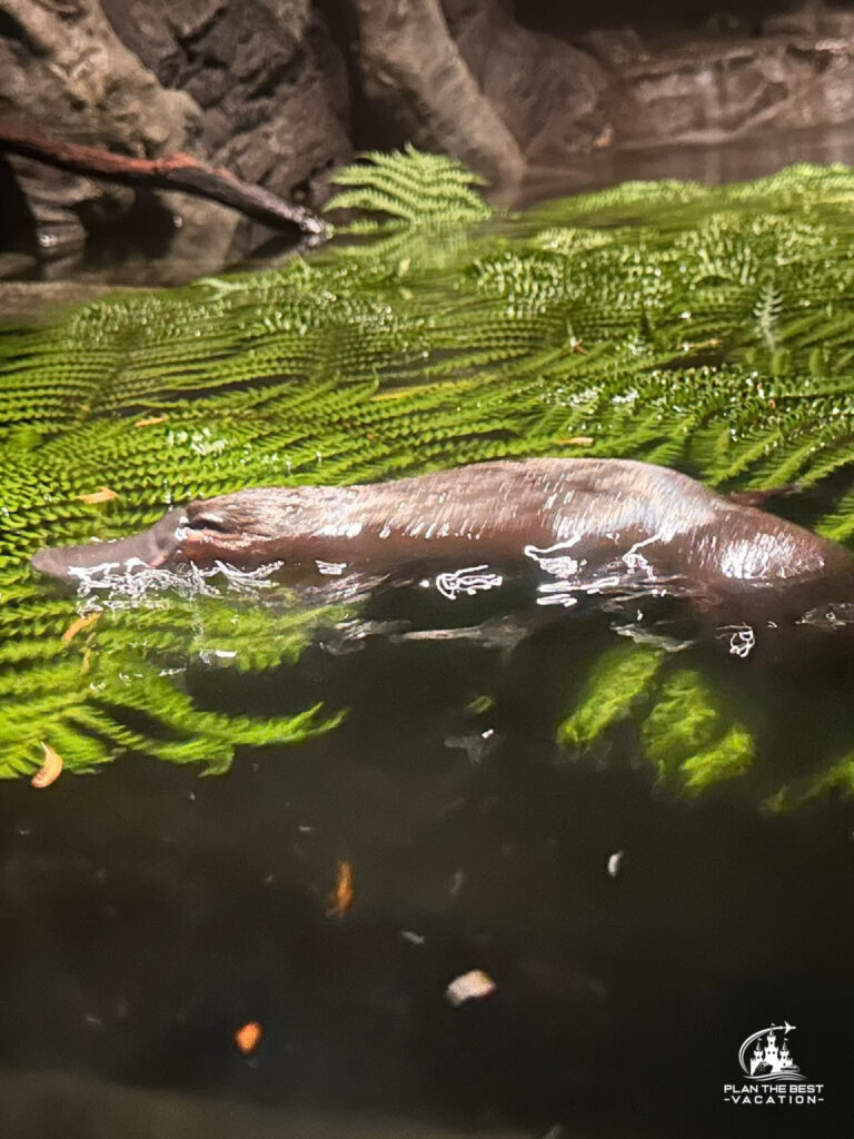 taronga zoo swimmign duckbill platypus