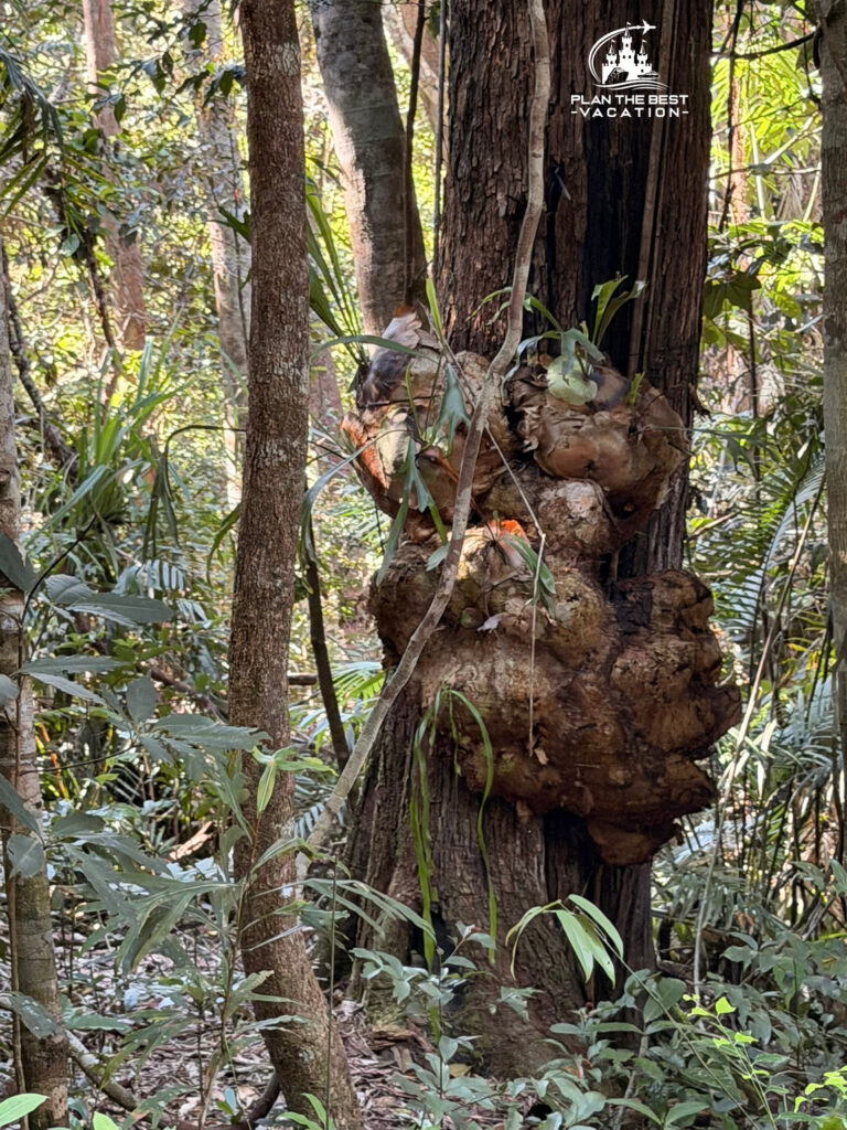 unique growths on plants