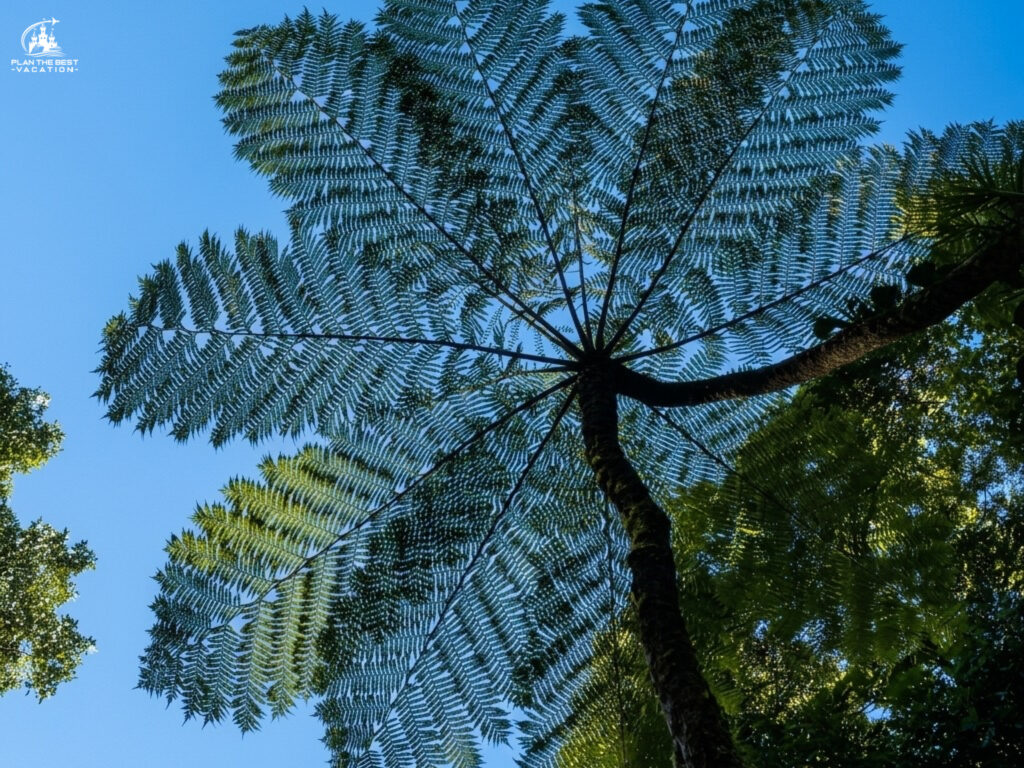unique vegetation in rainforest cairns australia