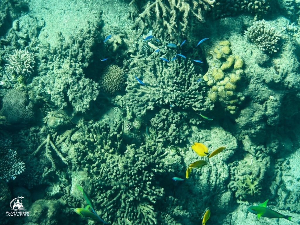 yellow green and blue fish in great barrier reef