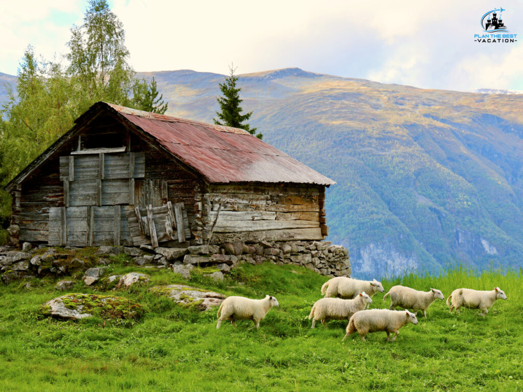 Explore Hardanerfjord port adventure