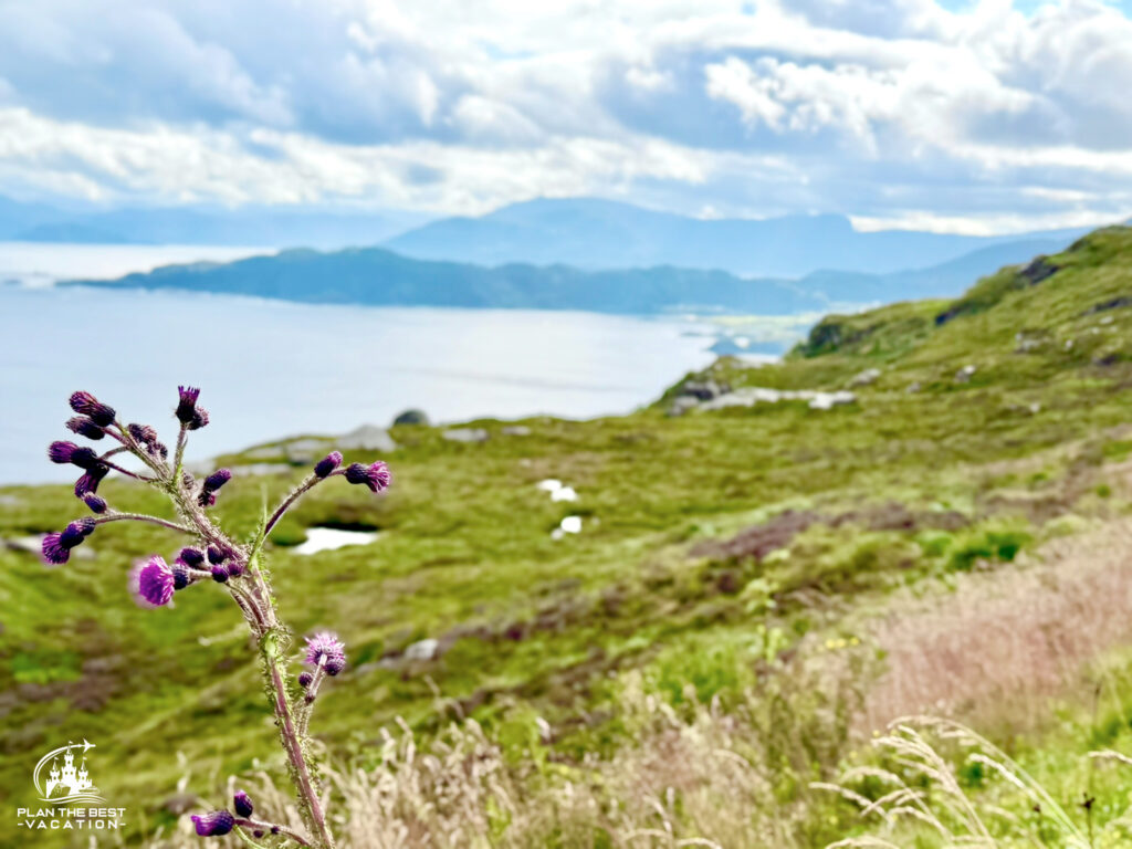 pretty maloy norway coastline and purple flower